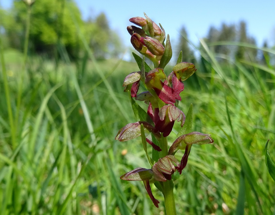 05-24-2019 Coeloglossum viride.jpg