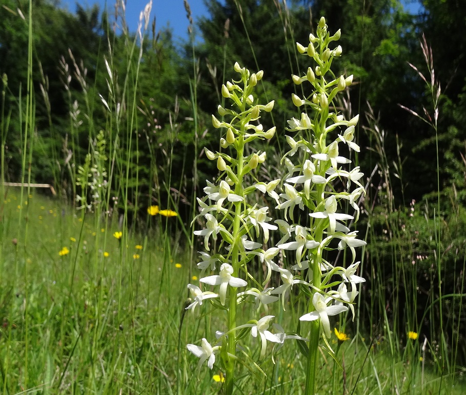 05-26-2018 Platanthera bifolia.jpg