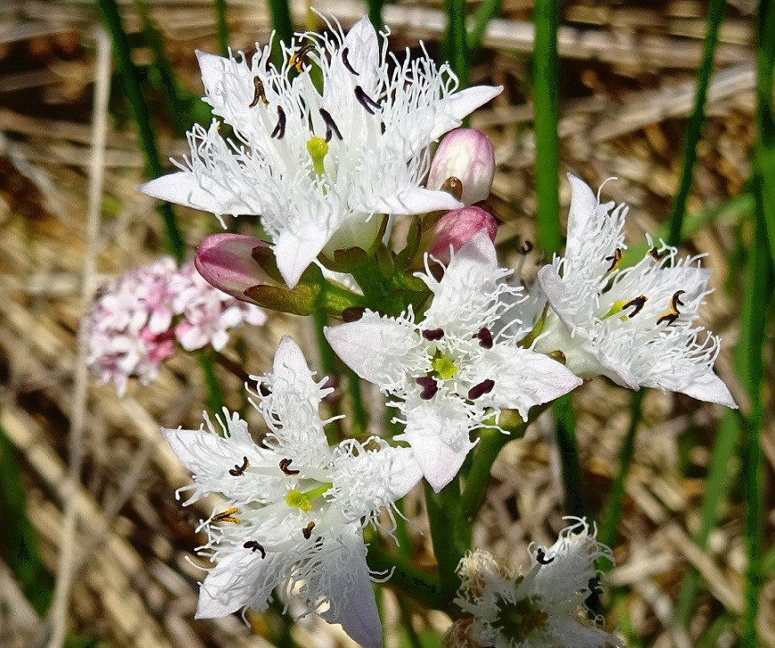 06-03-2021 Menyanthes trifoliata.jpg