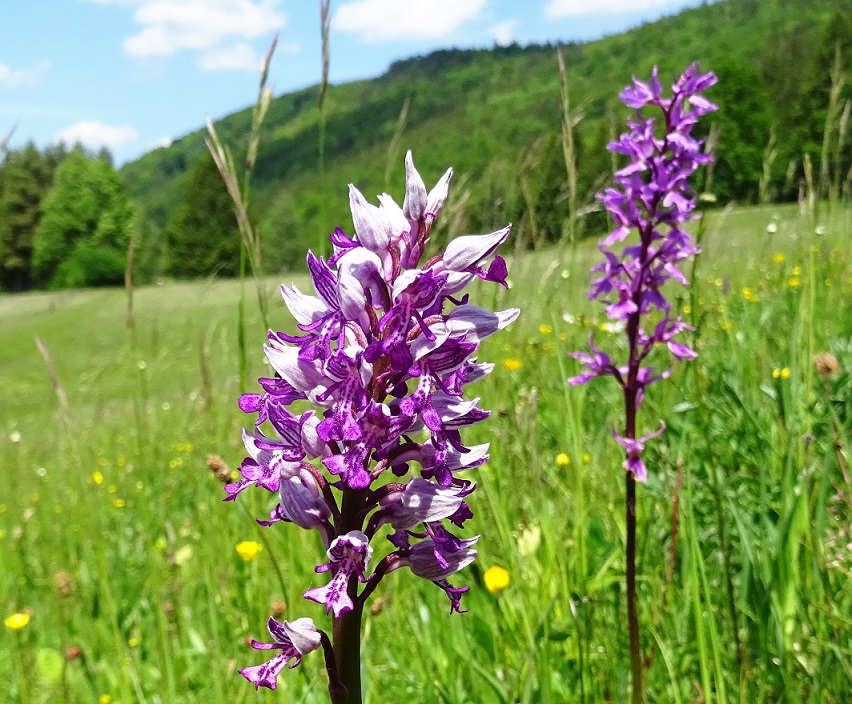 06-03-2021 Orchis militaris und Manns Knabenkraut.jpg