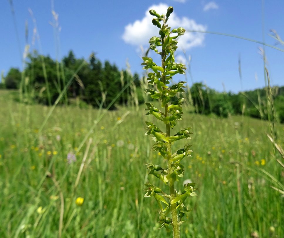 06-05-2019 Listera ovata.jpg