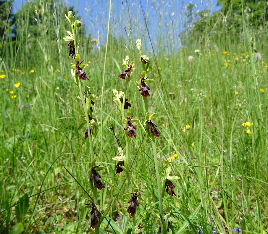 06-05-2019 Ophrys insectifera.jpg