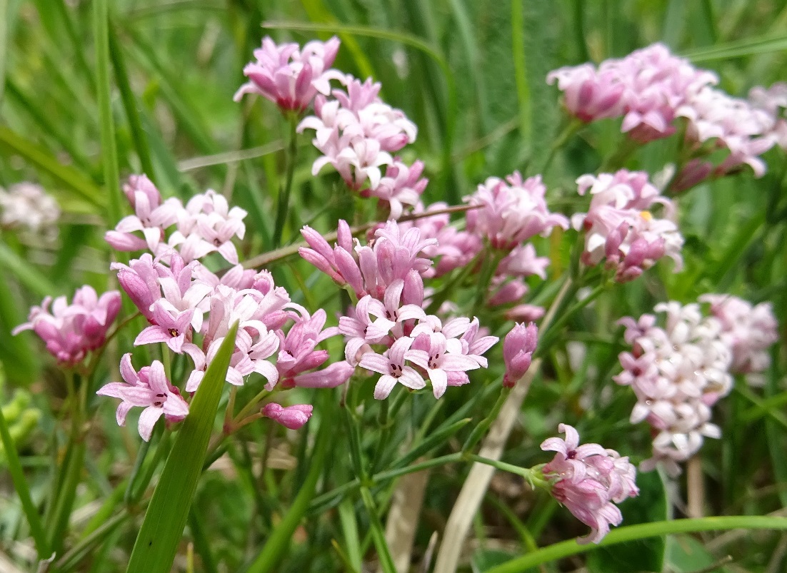 06-06-2020 Asperula cynanchia.jpg