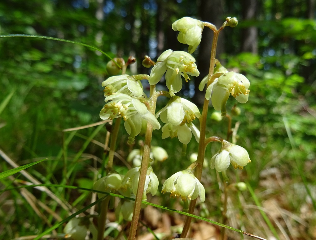 06-06-2020 Pyrola chlorantha.jpg