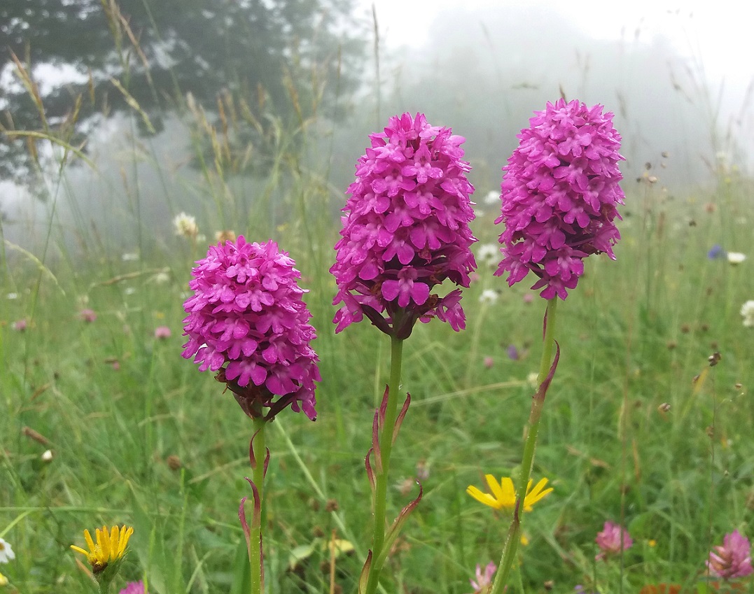 06-07-2018 Anacamptis pyramidalis ).jpg