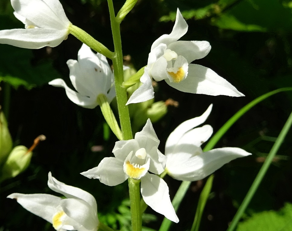 06-07-2020 Cephalanthera longifolia.jpg