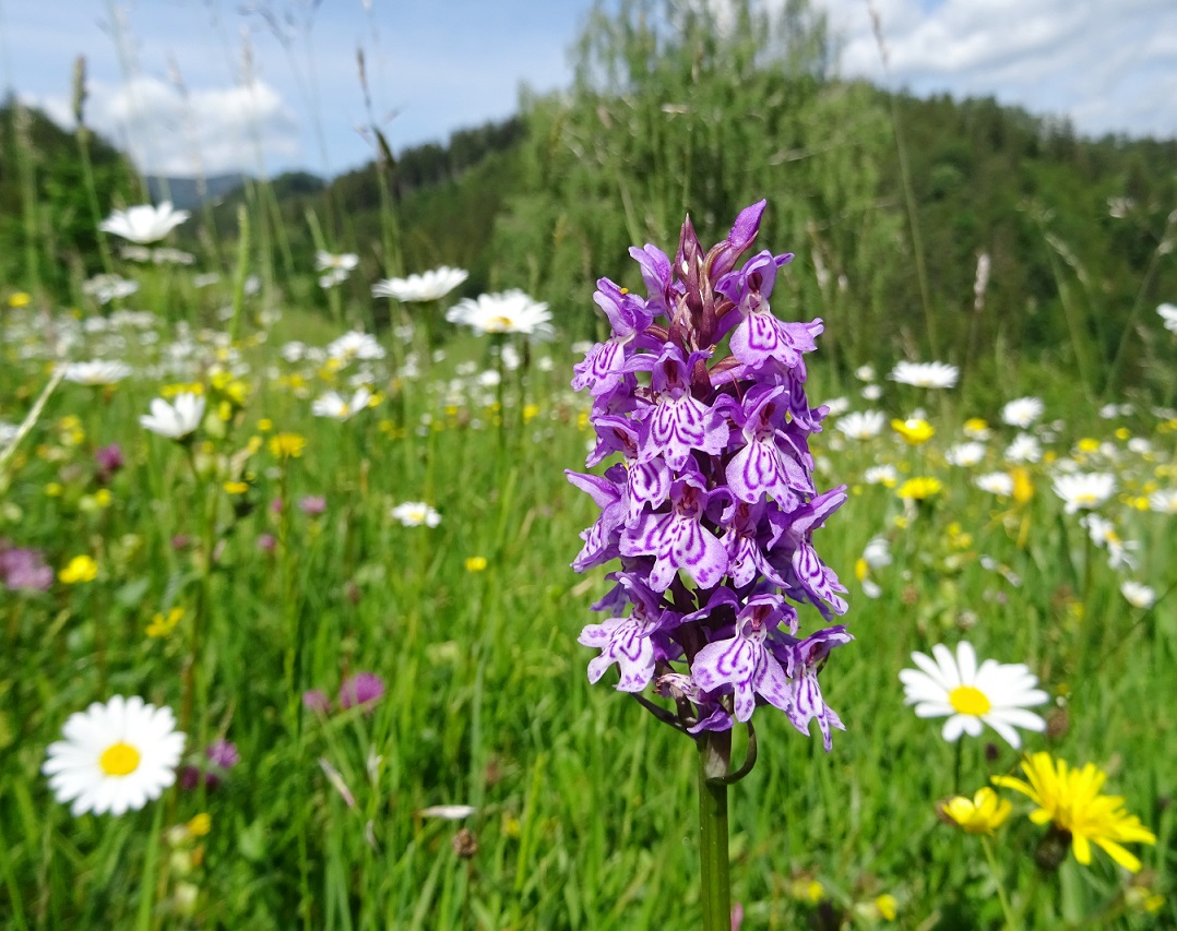 06-07-2020 Dactylorhiza x braunii.jpg