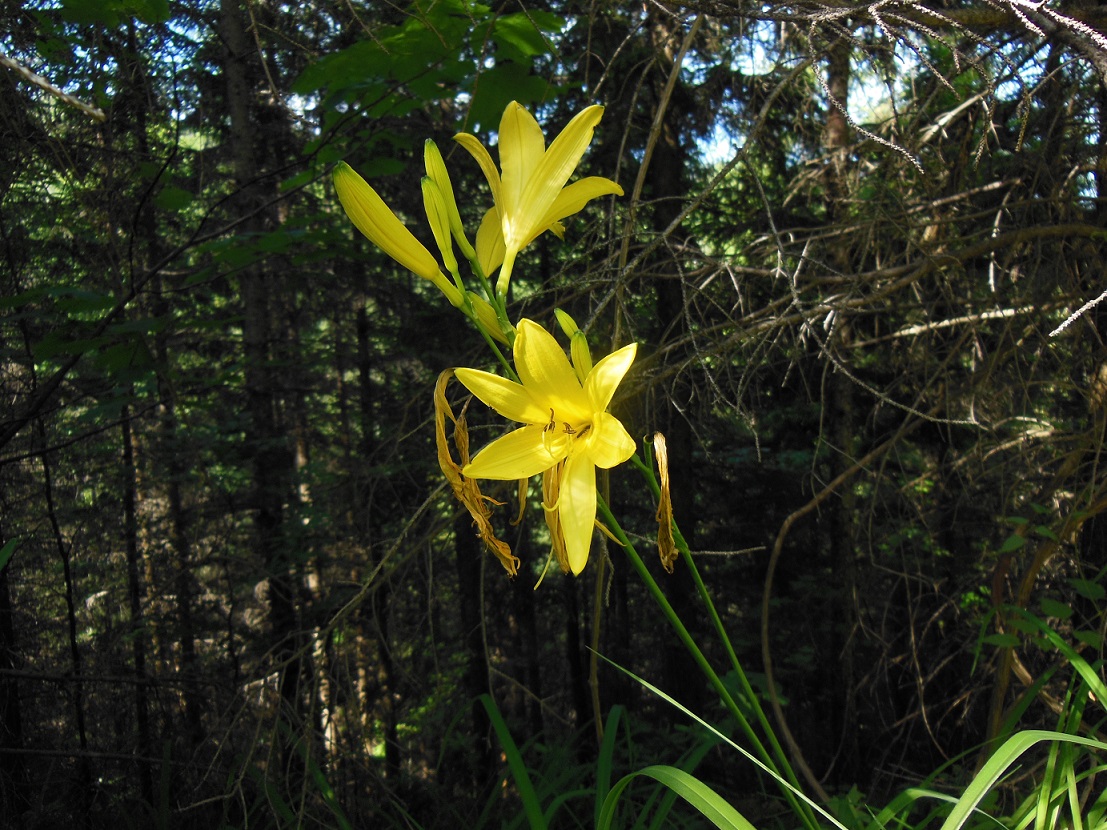 06-11-2017 Hemerocallis agg. angesalbt.jpg