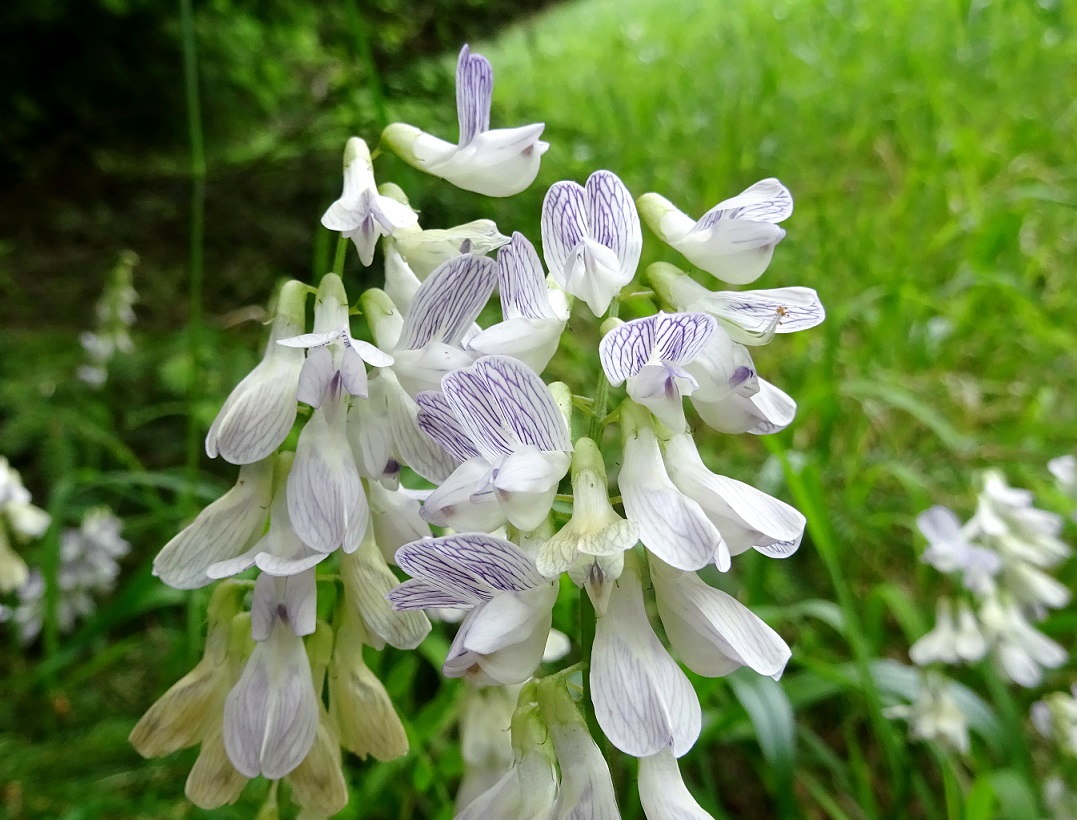 06-14-2020 Vicia sylvatica.jpg