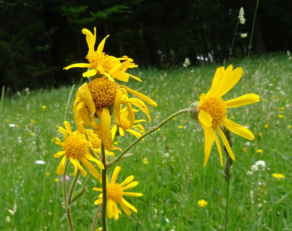 06-17-2019 Arnica montana.jpg