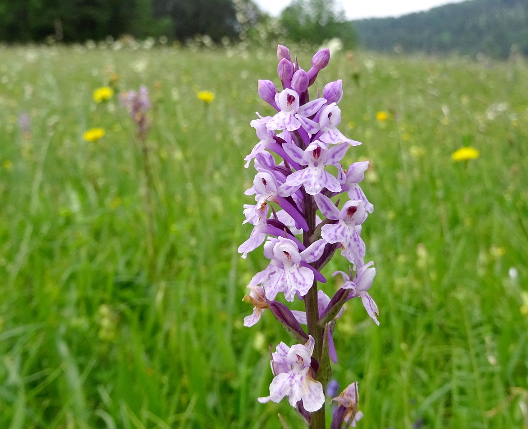 06-17-2019 Dactylorhiza  x gracilis.jpg