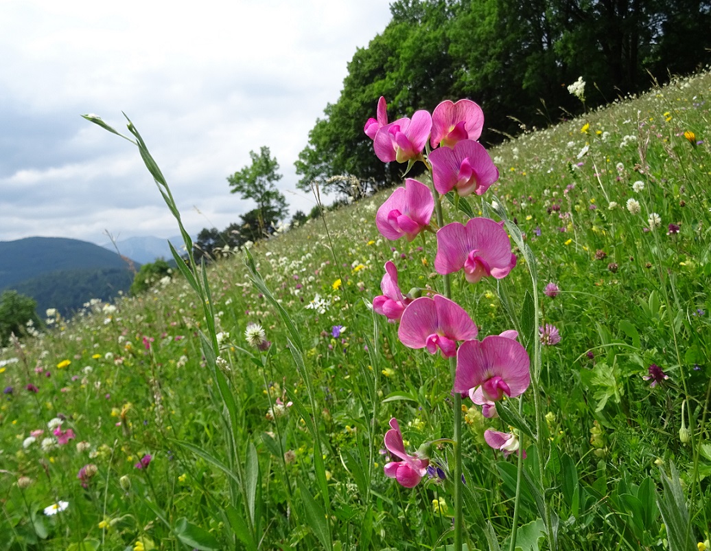 06-17-2019 Lathyrus latifolius.jpg