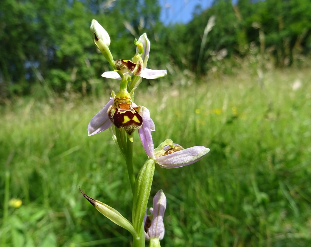 06-19-2020 Ophrys apifera.jpg