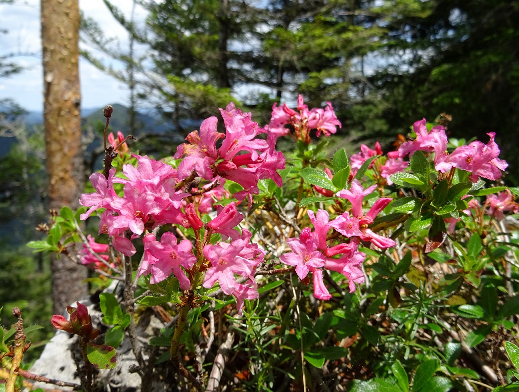 06-23-2020 Rhododendron hirsutum.jpg