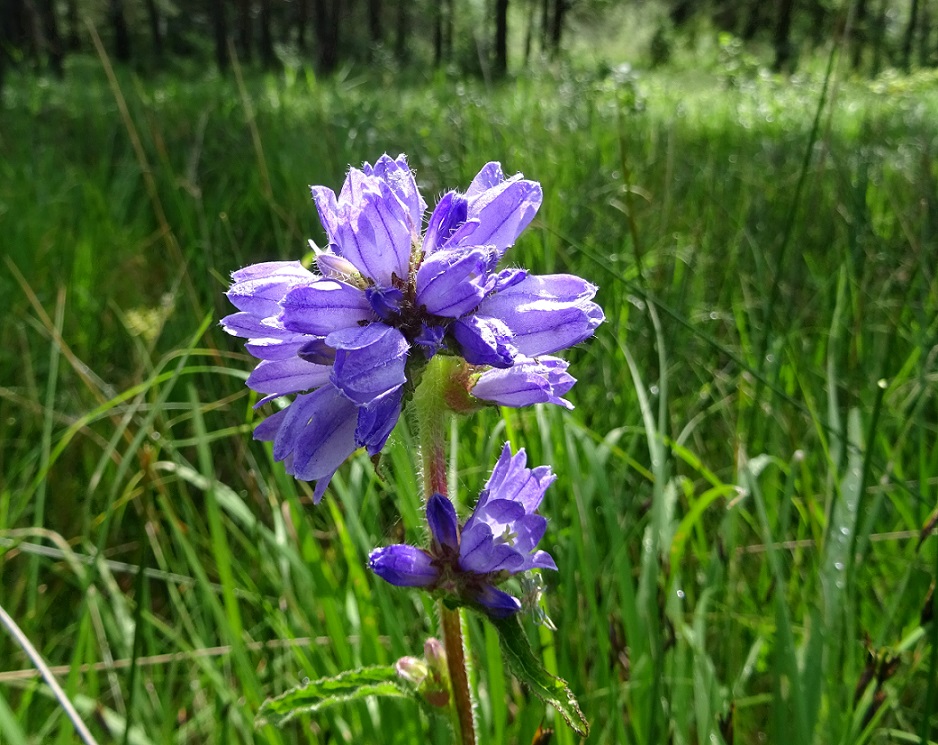 06-26-2020 Campanula cervicaria.jpg