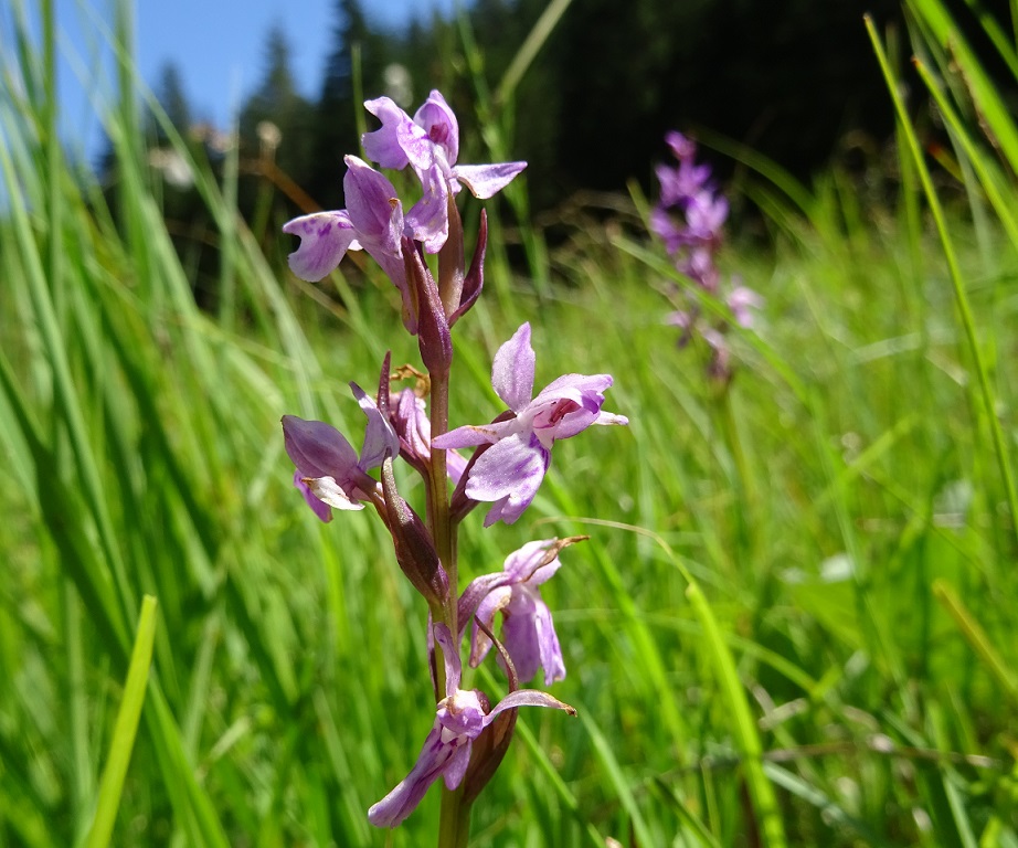 06-28-2019  Dactylorhiza lapponica.jpg