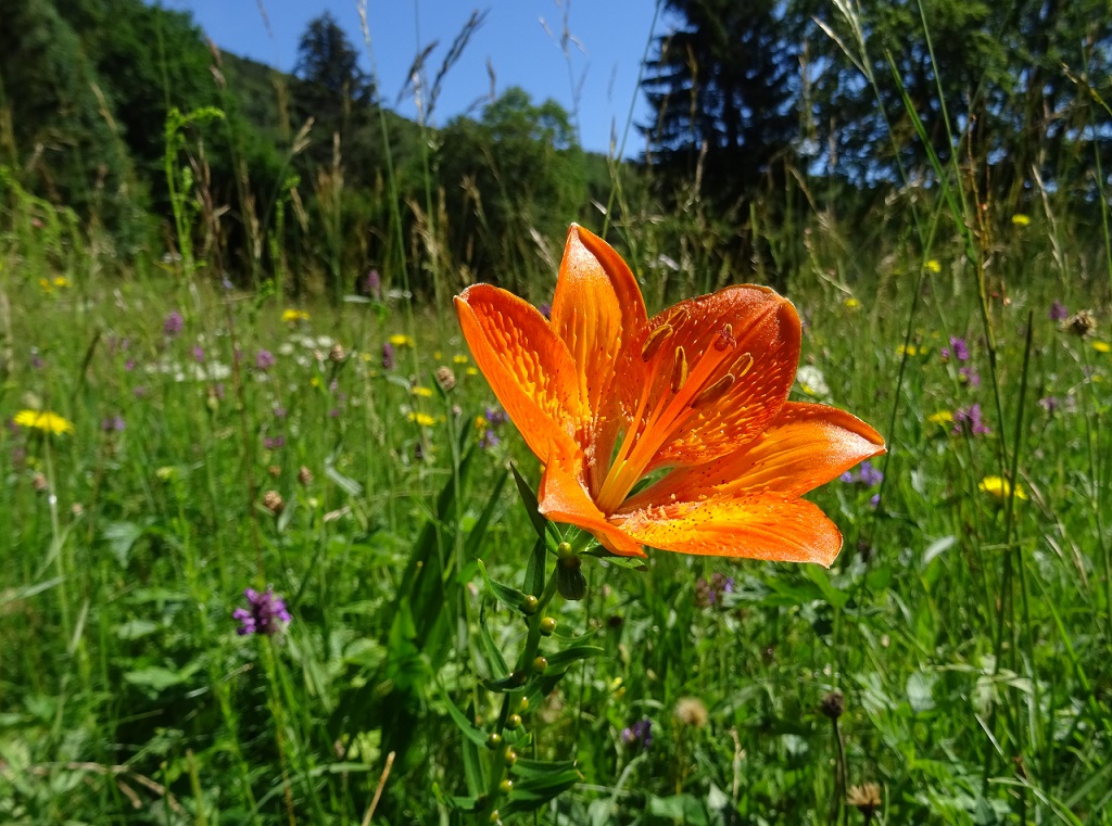 07-02-2020 Lilium bulbiferum.jpg