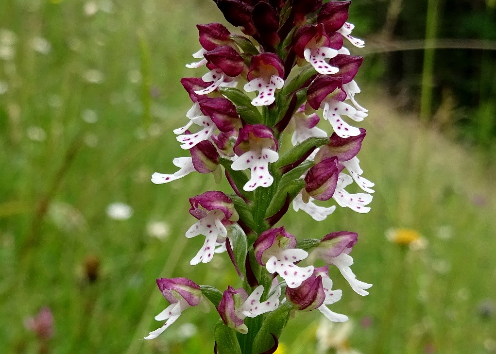 07-04-2021  Orchis ustulata  subsp. aestivalis.jpg