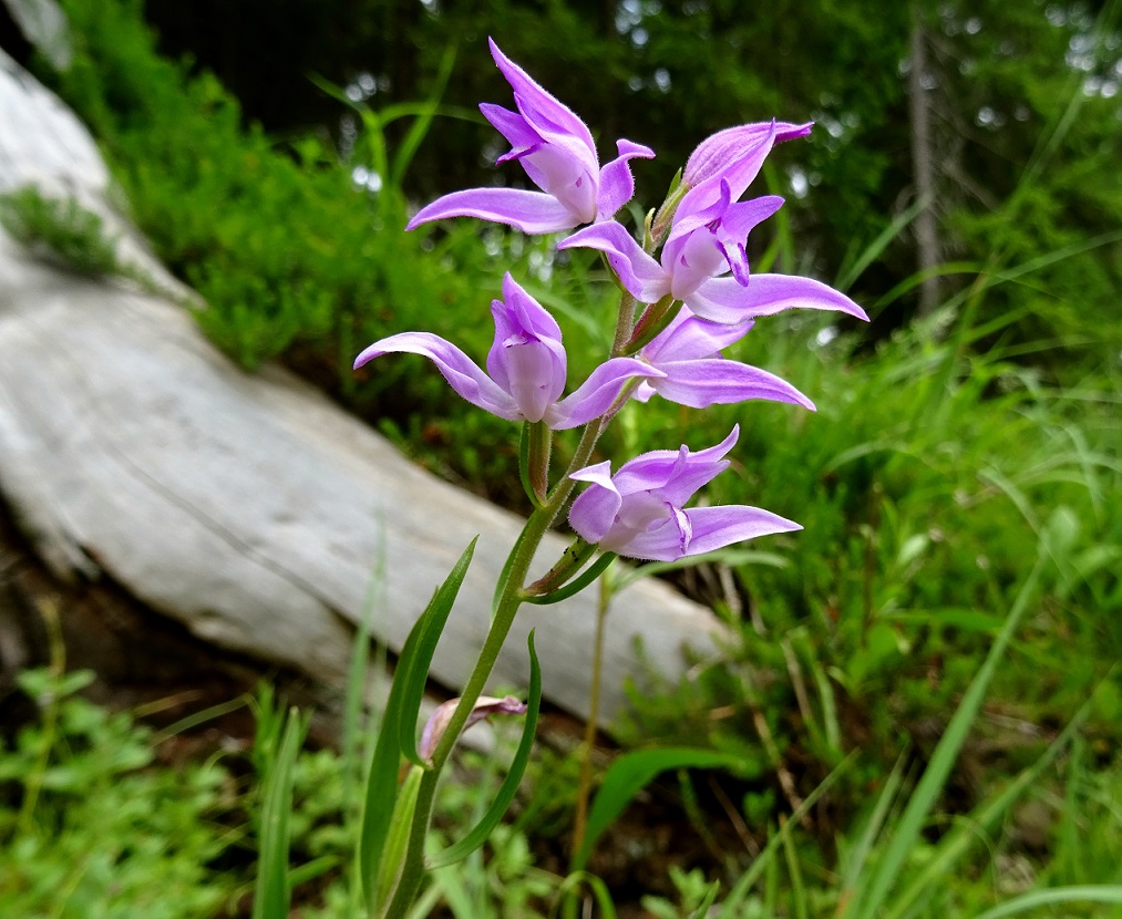 07-04-2021 Cephalanthera rubra.jpg