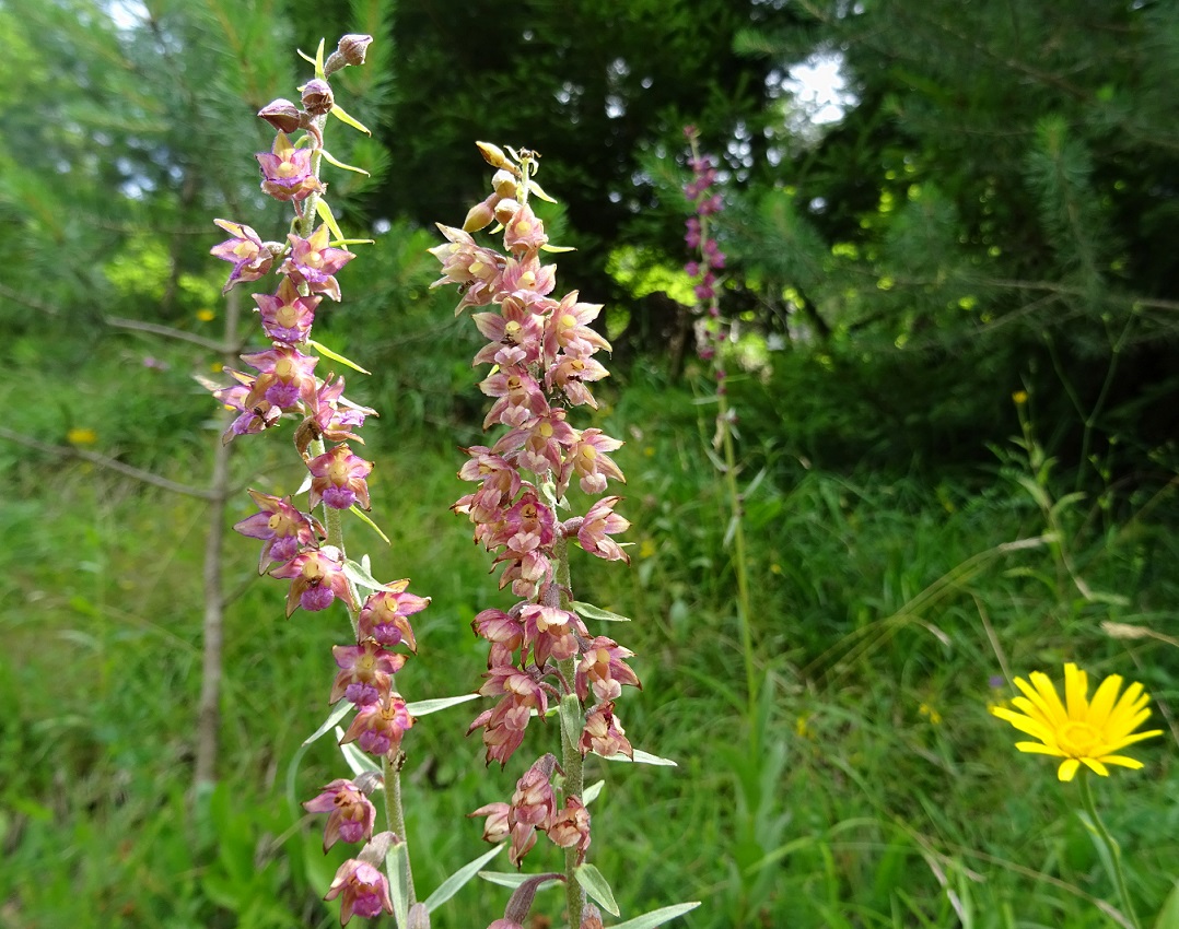 07-09-2019 Epipactis atrorubens.jpg