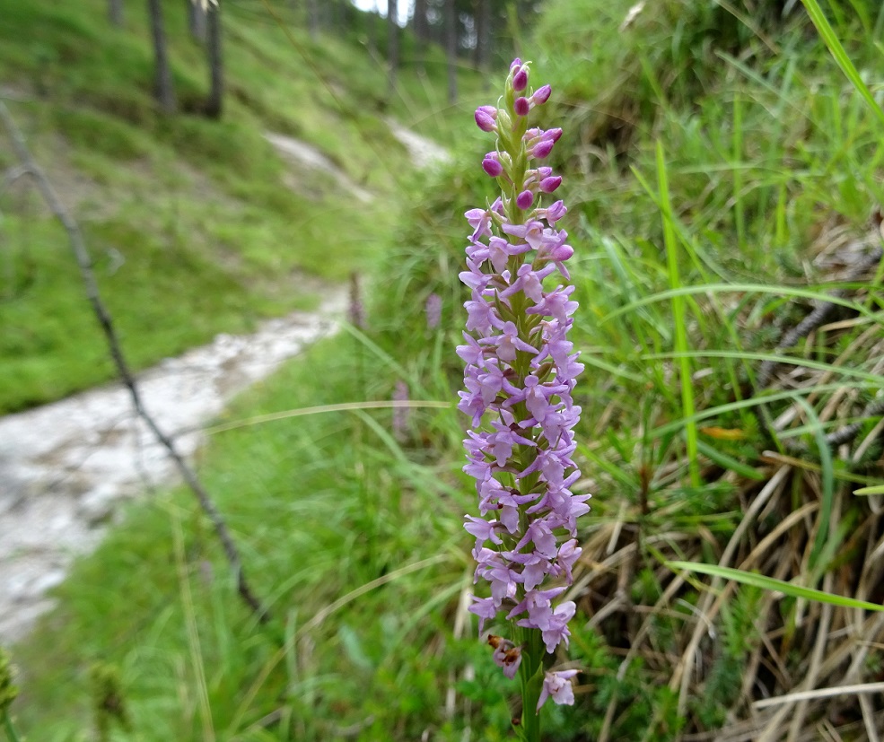 07-09-2019 Gymnadenia odoratissima.jpg