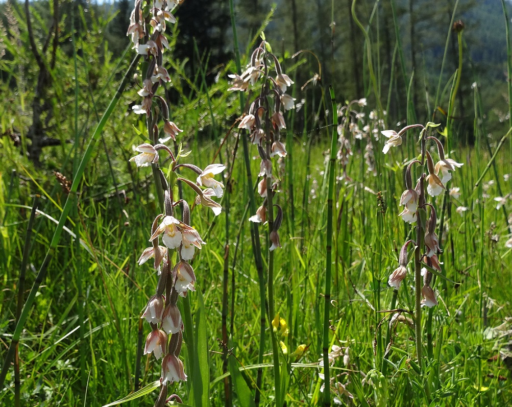 07-10-17 Epipactis palustris.jpg