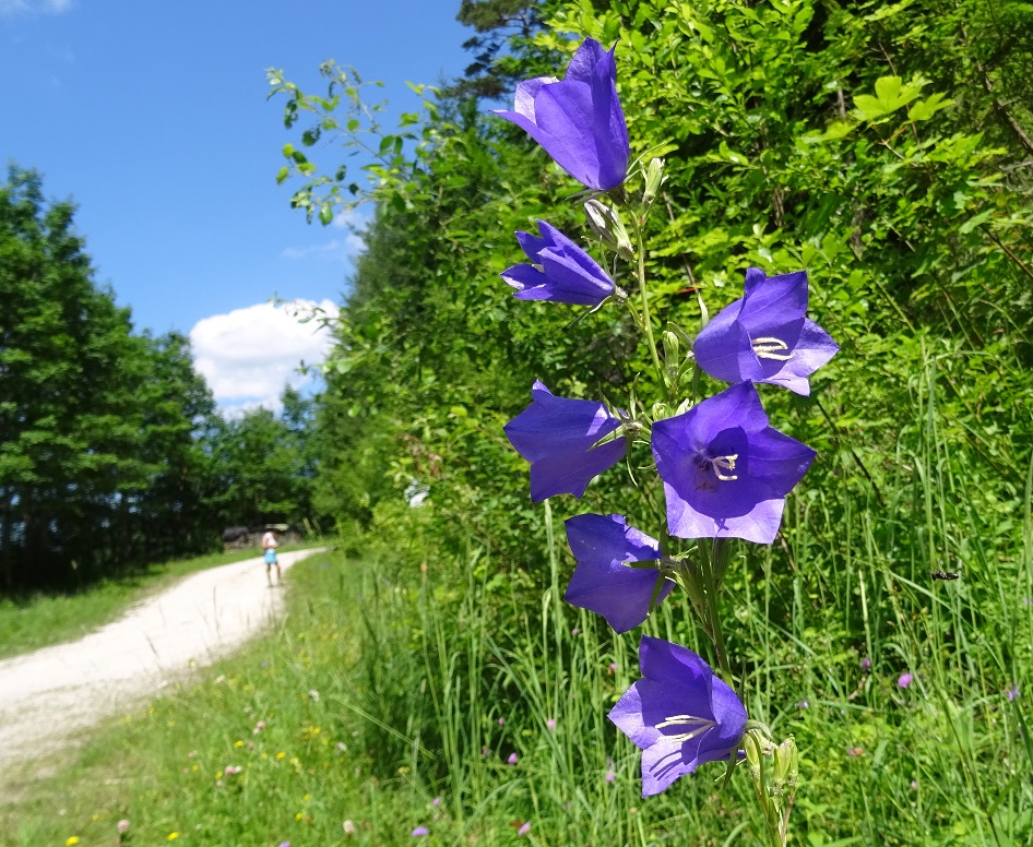 07-10-2021 Campanula persicifolia.jpg