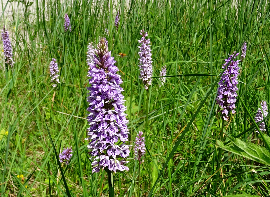 07-10-2021 Dactylorhiza fuchsii.jpg