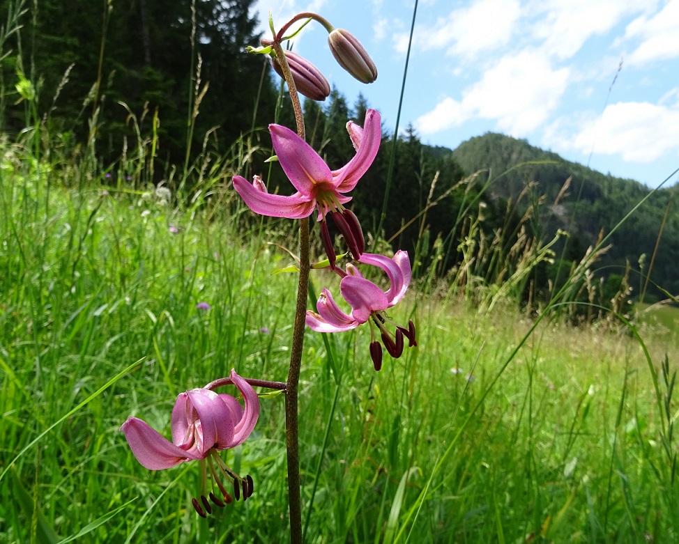 07-10-2021 Lilium martagon.jpg