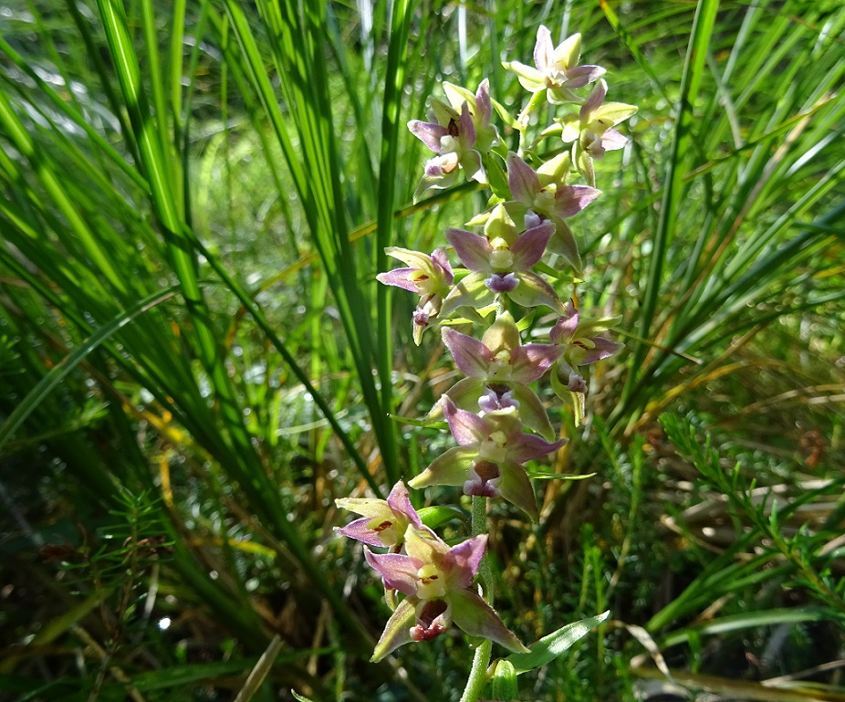 07-13-2018  Epipactis helleborine.jpg