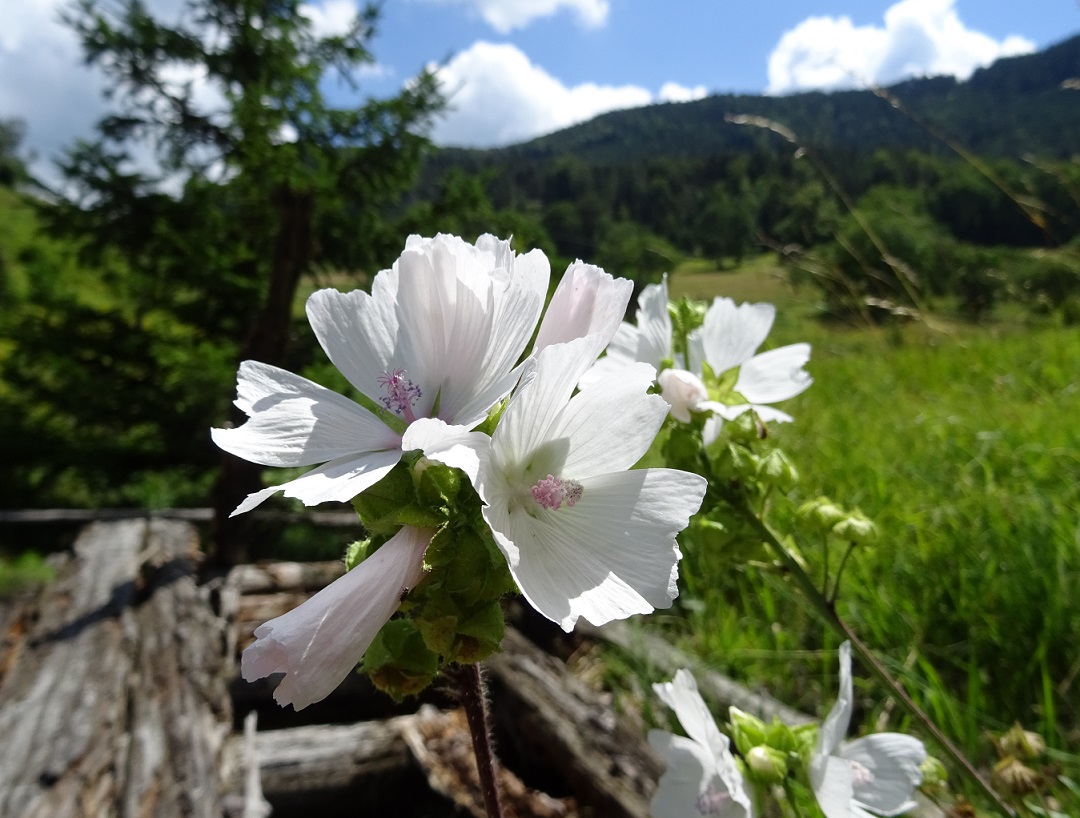 07-13-2018  Malva  moschata.jpg