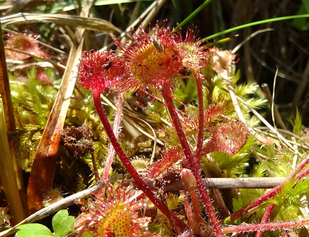 07-15-2018 Drosera rotundifolia  .jpg