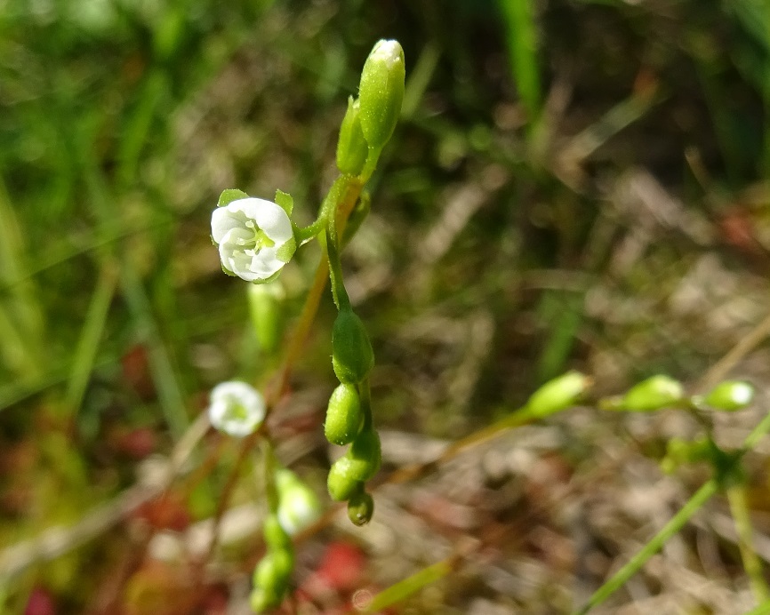 07-15-2018 Drosera rotundifolia Detail .jpg