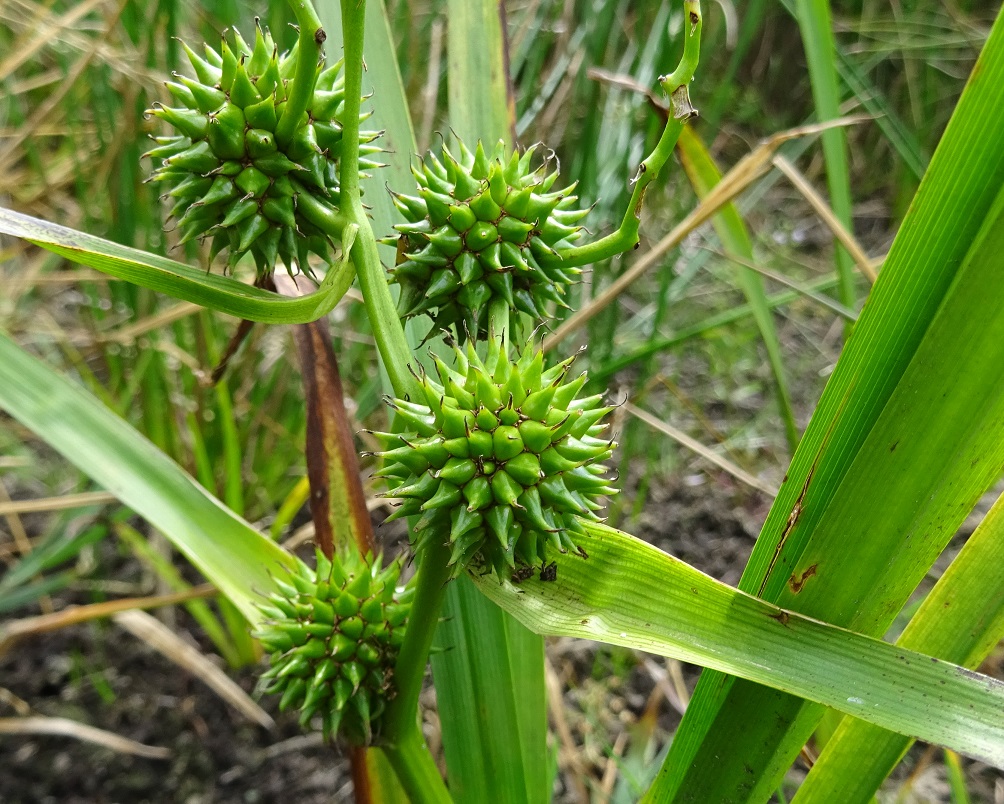 07-16-2021  Sparganium erectum.jpg