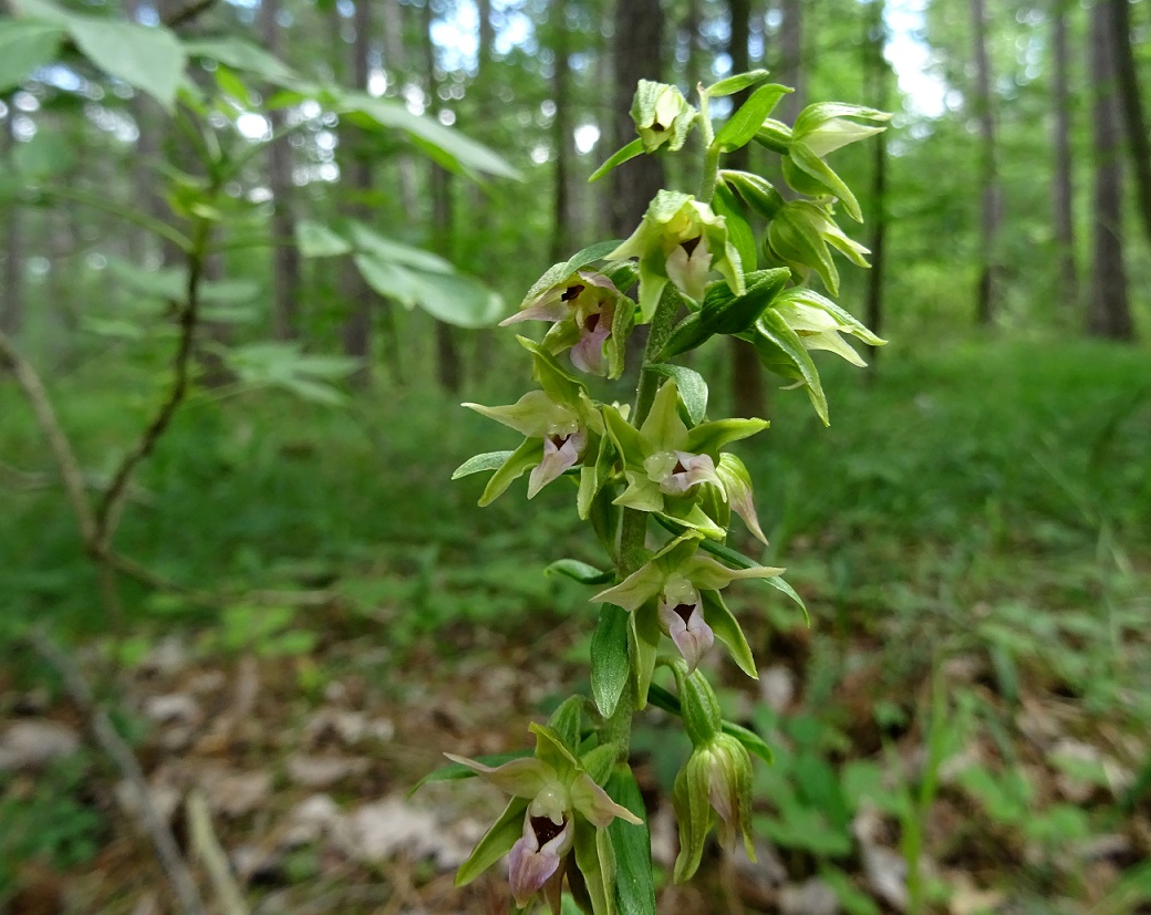 07-17-2020  Epipactis leptochila.jpg