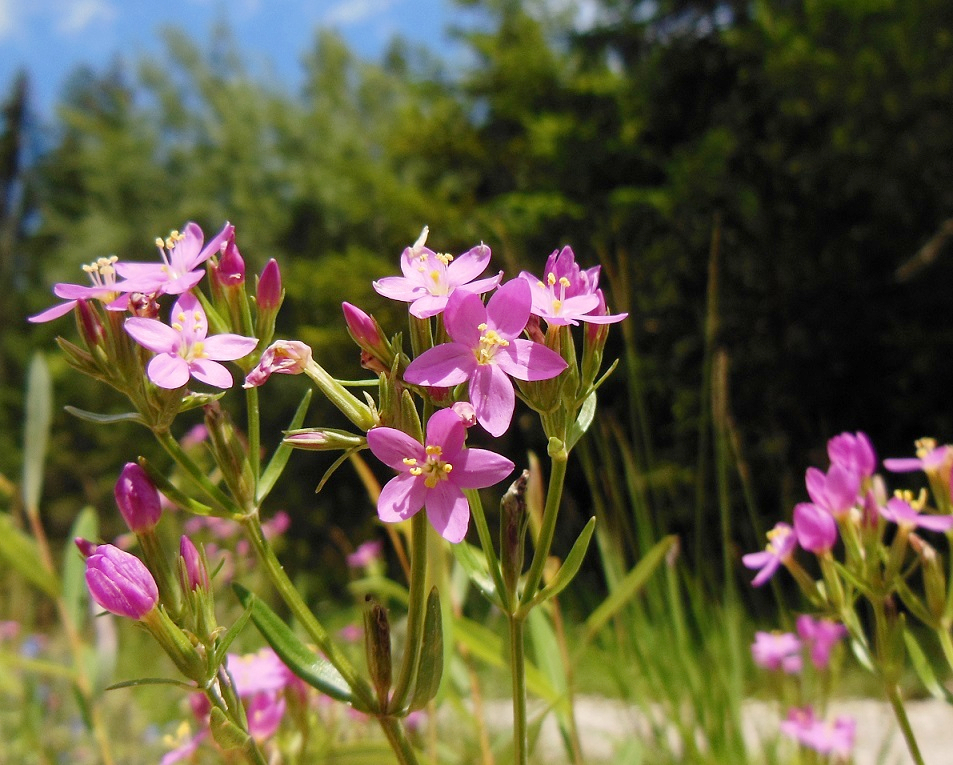 07-22-2016  Centaurium erythraea (subsp. erythraea).jpg