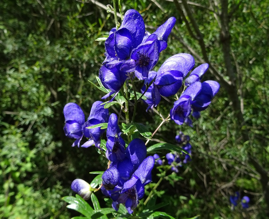 07-25-2018 Aconitum variegata.jpg