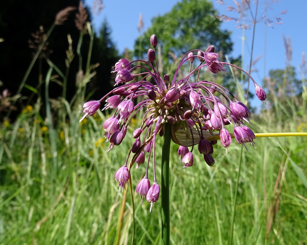 07-25-2019   Allium carinatum subsp. carinatum.jpg