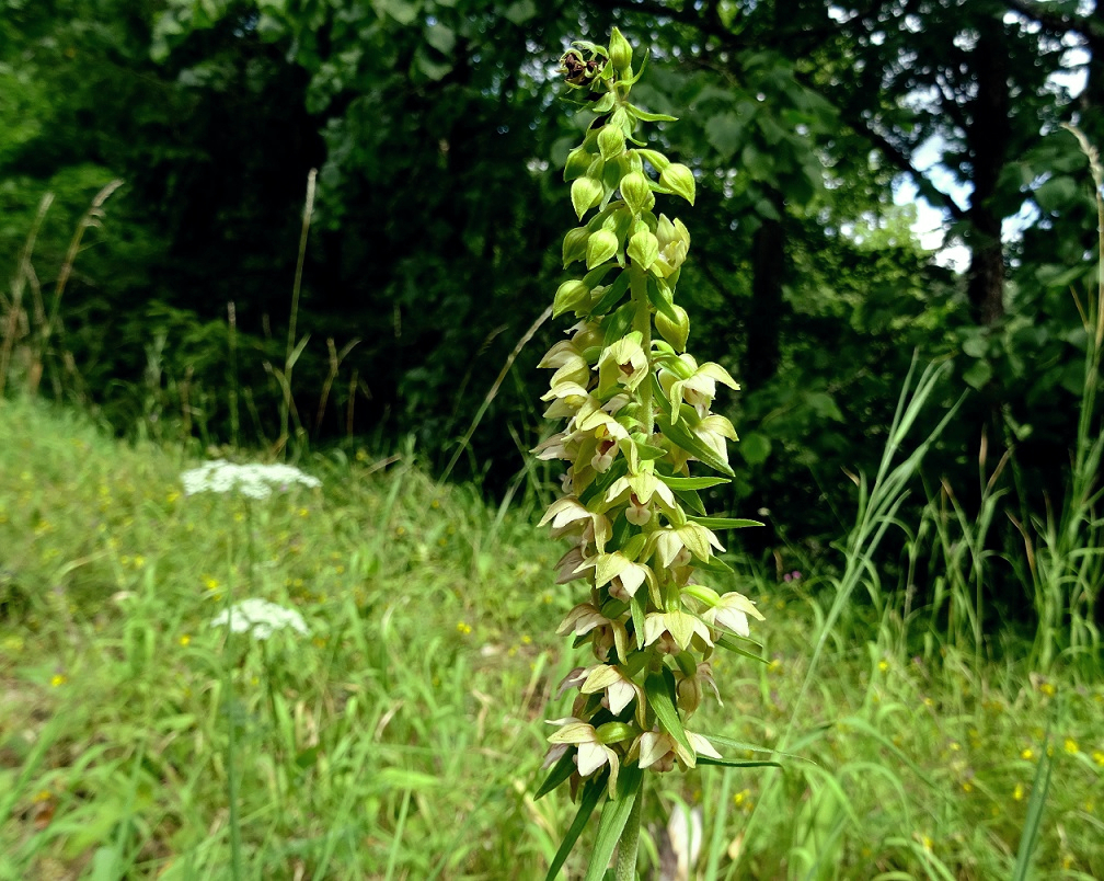 07-31-2021 Epipactis muelleri.jpg