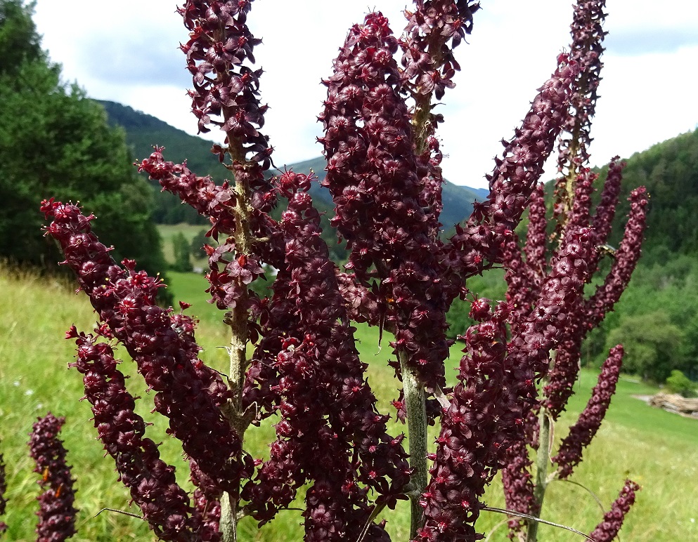 07-31-2021 Veratrum nigrum.jpg