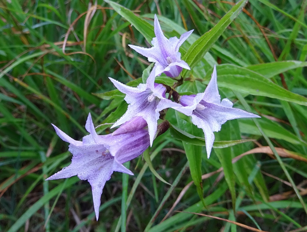 08-04-2018 Gentiana asclepiadea.jpg