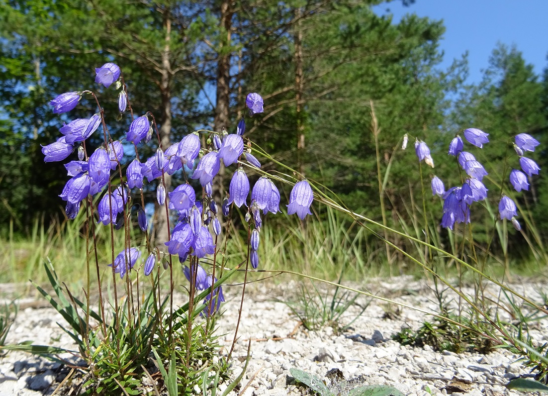 08-09-2018 Campanula cespitosa.jpg