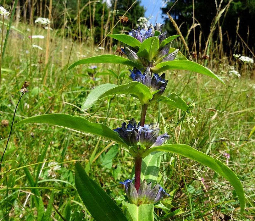 08-09-2021 Gentiana cruciata.jpg