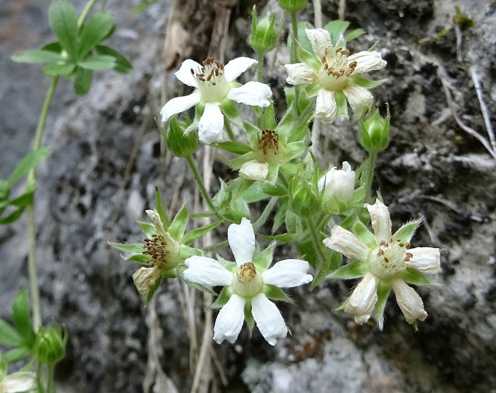 08-12-2020 Potentilla caulescens.jpg