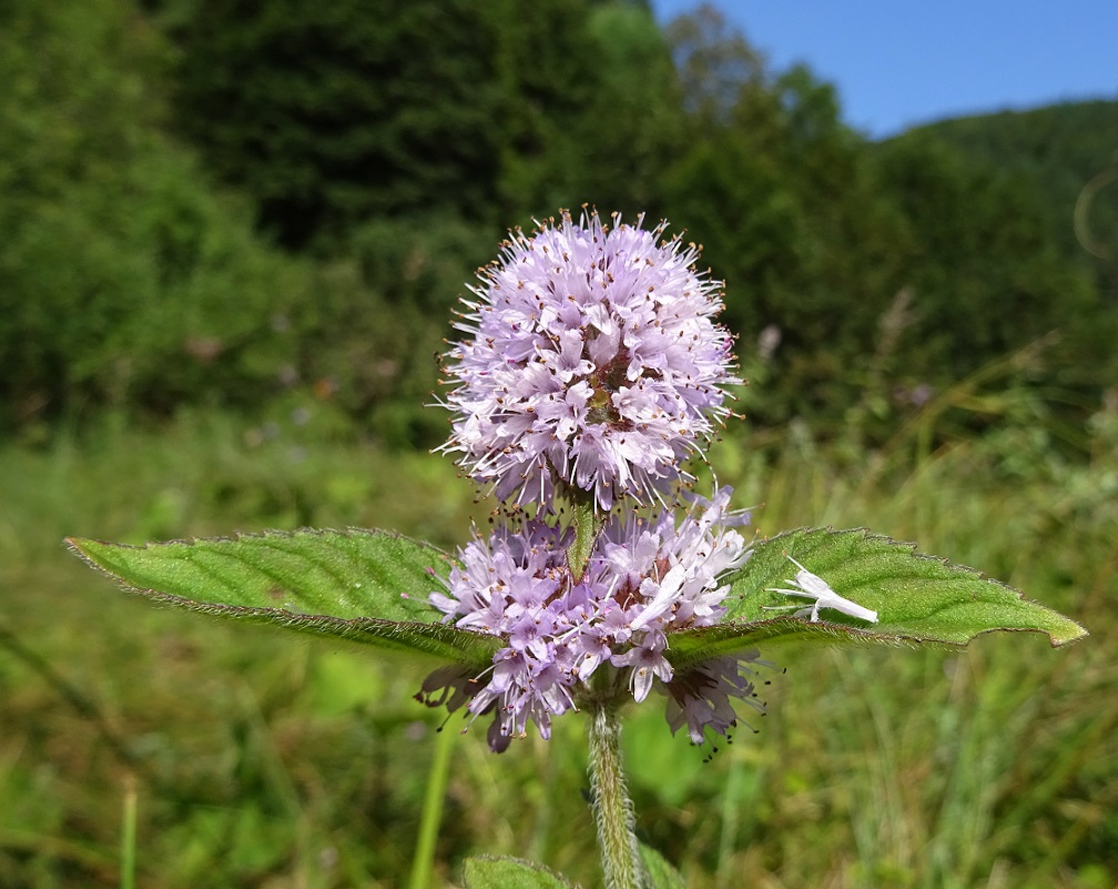 08-16-2018   Mentha aquatica.jpg