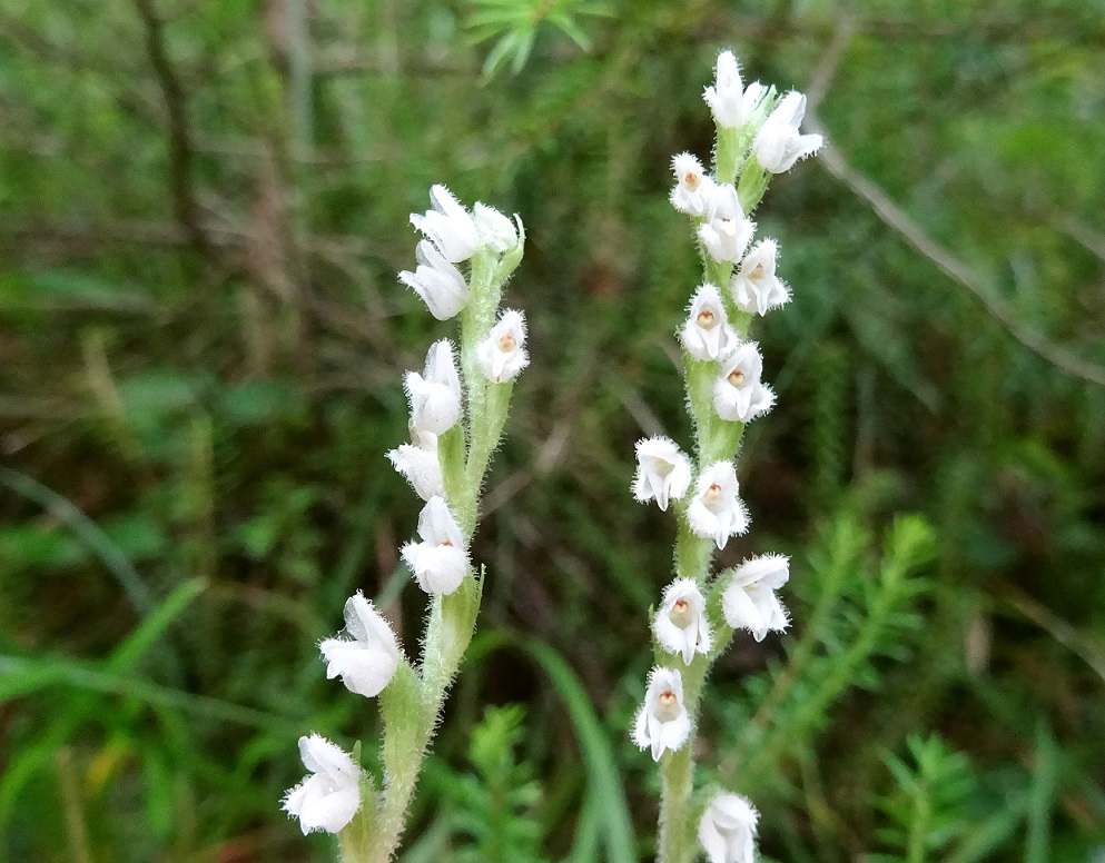 08-17-2020 Goodyera repens.jpg