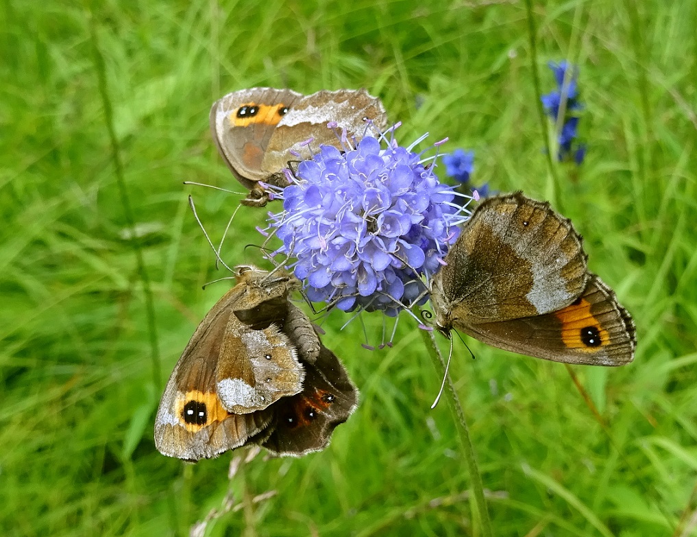 08-17-2020 Succisa pratensis.jpg