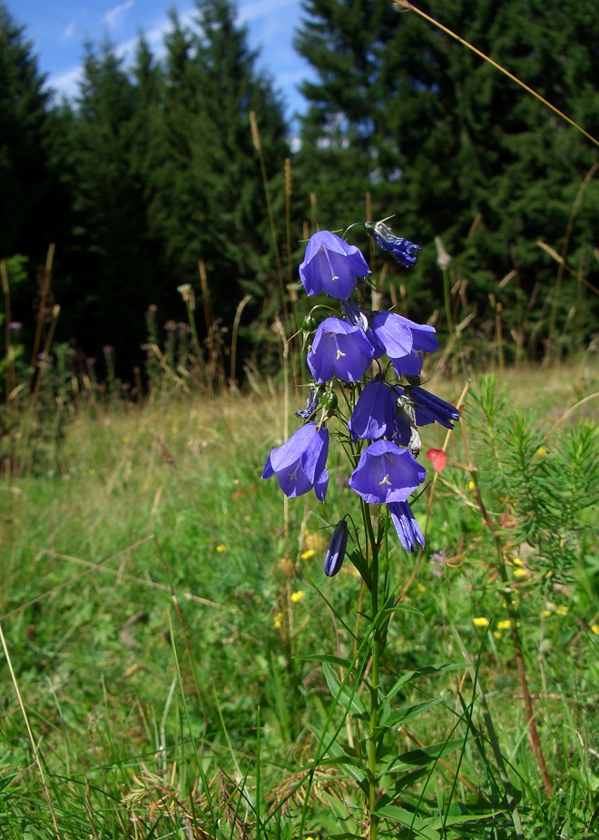 08-18-2018  Campanula beckiana.jpg