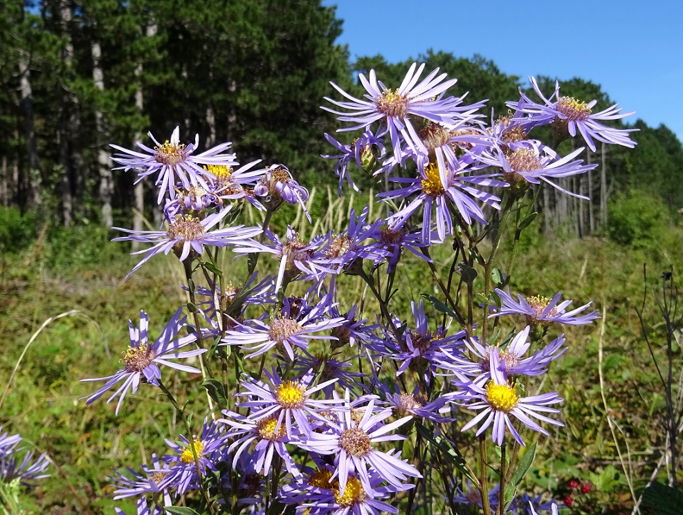 09-11-2019 Aster amellus.jpg