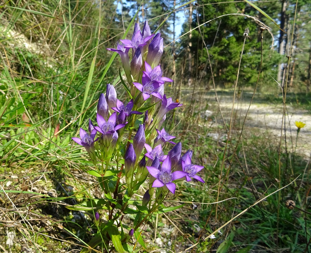 09-15-2020 Gentianella austriaca.jpg